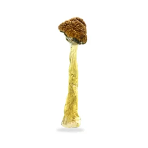 Dried Mushrooms Florida White