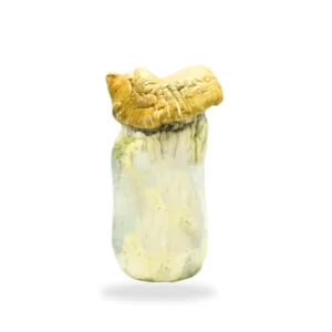 Gold Member Magic Mushrooms