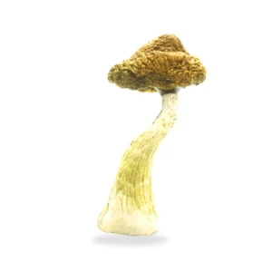 Magic Mushroom