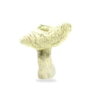 Leucistic Burma Magic Mushroom For Sale