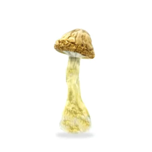 Penis Envy Mushrooms for sale