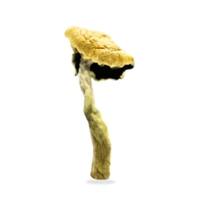 Psilocybe Cubensis For Sale